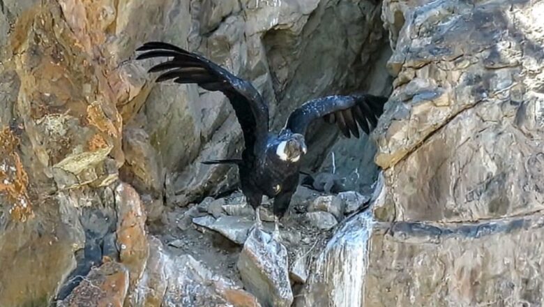 Un nuevo pichón de cóndor andino nació en el Parque Provincial Tupungato