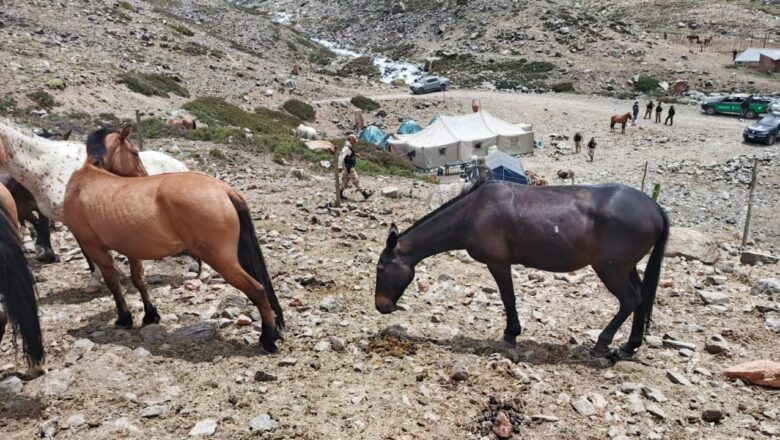 Refuerzan los controles de bienestar animal en la Reserva Manzano-Portillo de Piuquenes