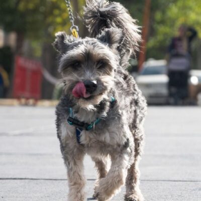 Llega Zoopalooza a la Ciudad: un festival de rock para ayudar a animales de la calle