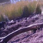 Fotografiaron a dos ejemplares de yaguarundí en el Valle de Uco
