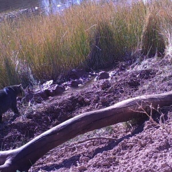 Fotografiaron a dos ejemplares de yaguarundí en el Valle de Uco
