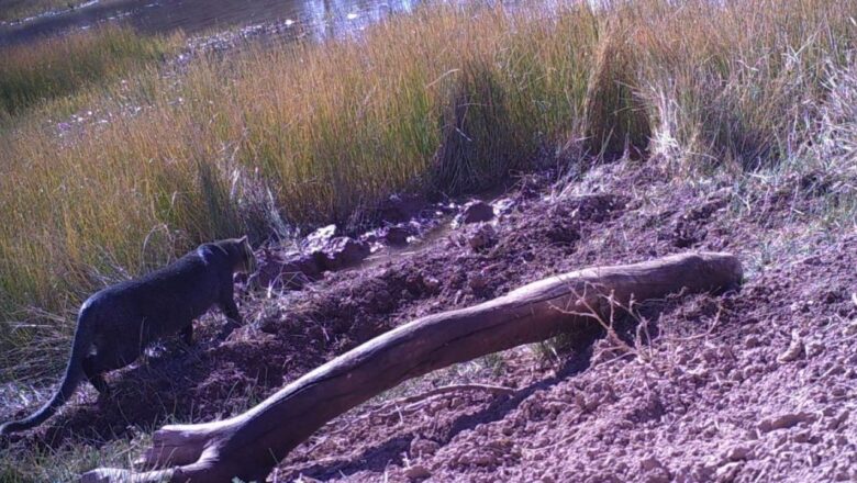 Fotografiaron a dos ejemplares de yaguarundí en el Valle de Uco