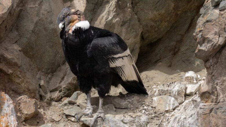Descubren un nido de cóndor andino en el Parque Provincial Tupungato