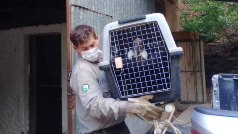 Rescatan un cóndor andino tras una denuncia ciudadana en Tunuyán