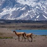 El Correo Argentino presentó la nueva emisión y la Laguna del Diamante es una postal