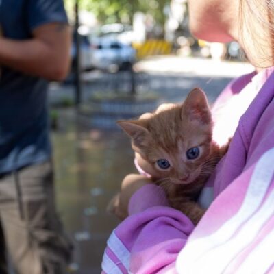 Atención veterinaria gratuita en junio: conocé el cronograma de la Ciudad